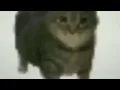 cat gifs but I added sound effects part 2