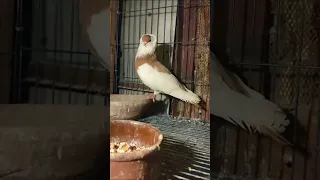 حمام الأرباش الفرنساوي من اندر انواع الحمام  حمام الأرباش الفرنساوي من اندر انواع الحمام
