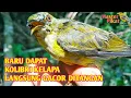 Lagu 🔴Pikat kolibri kelapa - burung kolibri kelapa jantan masih muda