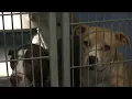 Retail sale ban on dogs cats and rabbits now in effect in Orange County
