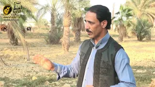 نجم بحيرة فارون الفنان احمد الفرجانى  نجم بحيرة فارون الفنان احمد الفرجانى
