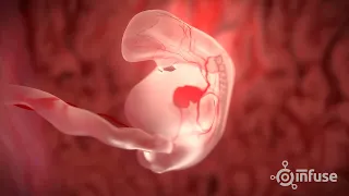 Download Fetal Development 3D Animation - Infuse Medical MP3