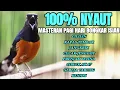Download Lagu SUARA BURUNG MURAI BATU ISIAN CILILIN KENARI KAPAS TEMBAK LOVEBIRD CUCAK JENGGOT CIBLEK JANGKRIK