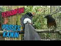 Download Lagu TERAMPUH❗❗ PROSES KAWIN MURAI BATU❗❗MACET JADI BUNYI | STRES JADI NYAUT | NGUKLUK JADI ISIAN❗❗SHAMA