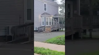 Deer In The Streets Of Truro Nova Scotia 