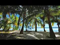 Beautiful palm trees gently blowing in the wind with distant wave sounds Perfectly relaxing
