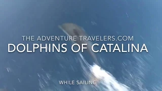 Pacific White Sided Dolphins off of Catalina