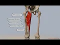 Understanding Hip Adduction Anatomy Muscles and Movement Explained