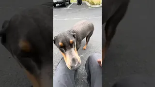 #dream #fyp #doberman #pets #