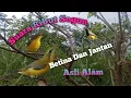 Download Lagu Suara Ribut Sogon Betina Kombinasi Jantan Suara Asli Alam