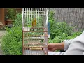 Download Lagu Training Mozambiquesijs bastaard / Mozambik x Kenari / Serin de Mozambique x Canari / Green singer