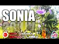 Download Lagu Sonia lagu dangdut lawas cover