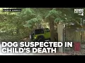 5-year-old girl found dead after suspected animal attack in Graham
