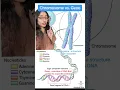 Difference between Chromosomes and Genes Easy
