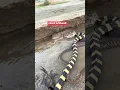 Download Lagu The Fascinating World of Snakes\