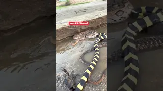 The Fascinating World Of Snakes Snake Snakesaver Reels Shortvideo  The Fascinating World Of Snakes Snake Snakesaver Reels Shortvideo