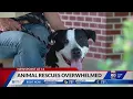 Labradoodles mini doodles Local animal rescues say they are seeing more strays than ever before