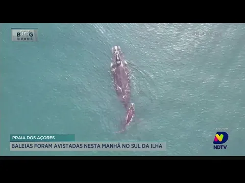 Baleias são avistadas na manhã desta terça-feira em praia de Florianópolis