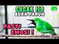 Download Lagu AWAS EMOSI !! PANCINGAN CUCAK IJO GACOR BUKA PARUH COCOK UNTUK DONGKRAK FIGHTER IJO LAIN AGAR NEMBAK