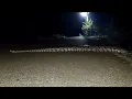 Giant Snake Indian Stone Python Viral
