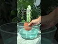 Download Lagu Do you have any cacti in your collection? 🌿🌿
