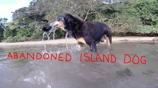 MOOSE THE ABANDONED ISLAND DOG Sequel 1