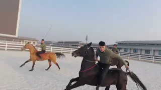 Best Wild Horses Mare Compilation of some Wild Horse Fights Video #3193