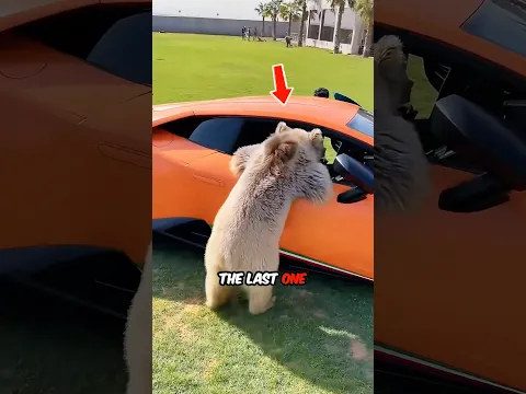 Pick ONE Car for Your Animal Friend! 🐾🔥