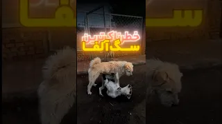 سگ آلفا Alpha Dog 