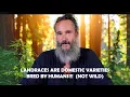 Download Lagu LANDRACE CANNABIS IS NOT WILD CANNABIS!
