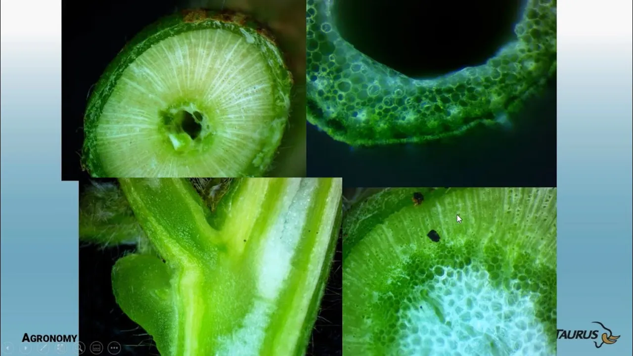 How A Plant Grows: A Plant's Perspective - Part 2: How Plants Take Up and Move Water & Nutrients