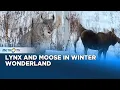 Rare Lynx and Moose Spotted in Snowy Greater Khingan Mountains China