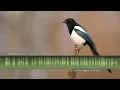 Download Lagu Suara \u0026 Panggilan Burung Murai Eurasia