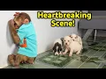 Download Lagu Monkey SU angry and cuts ties with the puppy!