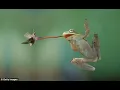 Why the Frog has a long tongue Paragraph 6Read Aloud