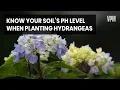 How Soil PH Can Affect the Color of Some Hydrangeas