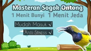 masteran sogok ontong sogon 1 menit bunyi 1 menit jeda mudah masuk anti stres
