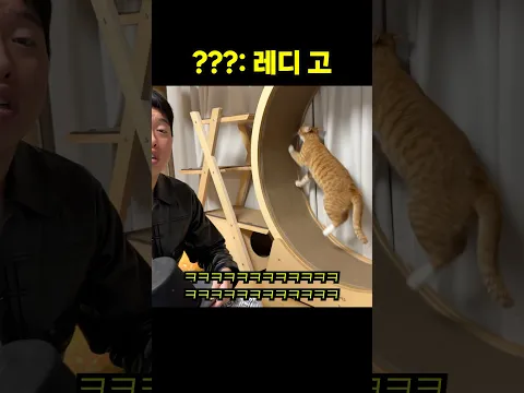 바쁘게 사는 연습생 고양이