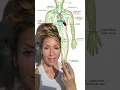 5 Lymphatic System Facts to Help Drainage Reduce Inflammation Improve Immunity