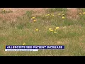 Allergists see increase in patients as pollens ramp up