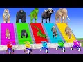 Download Lagu Long Slide Game With Cow Elephant Gorilla Hippopotamus Tiger - 3d Animal Game - Funny 3d Animals