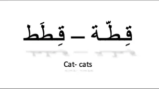 كيف تنطق قطة قطط How To Pronounce Cat S In Arabic  كيف تنطق قطة قطط How To Pronounce Cat S In Arabic