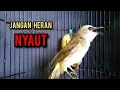 trucukan gacor TARUNG ROPEL PANJANG pancingan trucukan agar bunyi jadikan burung trucuk gacor EMOSI