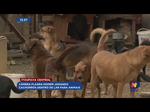 Câmera flagra homem jogando cachorros dentro de lar para animais
