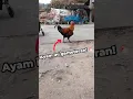 Download Lagu Ayam ini gemeteran setelah tau akan di⁉️