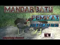 SUARA MANDAR BATU BERSIH