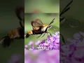 Download Lagu The Hummingbird Moth