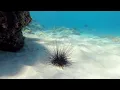Massive Caribbean sea urchin die-off caused by parasite