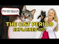 The Cat Period or Heat Cycle Veterinarian Simply Explains It
