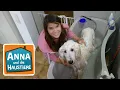 Lagu Ein Tag beim Hundefriseur | Information für Kinder | Anna und die Haustiere | Spezial